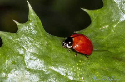 Ladybug April 2025